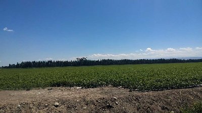 常鋒電動(dòng)植保無人機(jī)新疆棉花地RTK全自主作業(yè)